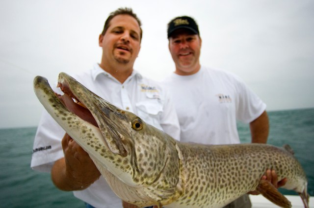 Scott D'Eath and Brad Horton with a Lake St Clair muskie. (Courtesy | Dave Kenyon, Michigan DNR)