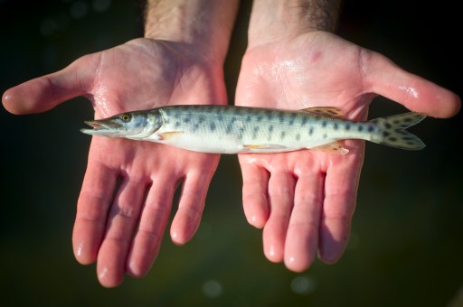 A 12 inch Great Lakes Musky.  DNR personnel drained the ponds and collected and about 25,000 muskies, some in excess of 12 inches, which were transported to some 17 sites across the state. Among those sites were Thornapple and Big Bear lakes, which will be stocked annually for 10 years in an attempt to create new brood stock lake. Photo: Dave Kenyon, MDNR.