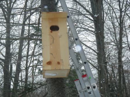 Wood ducks will nest in trees with cavities or in wood duck boxes when no tree cavities are present.  Photo: Susan Hickey.