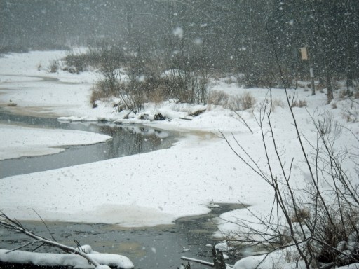 A wood duck nesting box was installed on the edge of this marsh in the Backus  Creek State Game Area. Photo: Susan Hickey