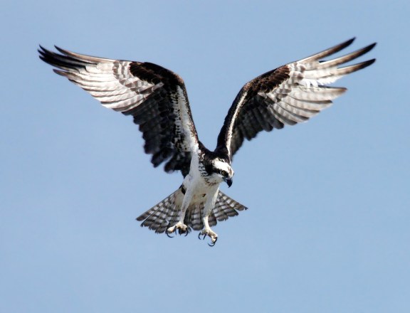 Fletcher's Pond is popular with both anglers and birdwatchers who enjoy seeing the osprey that nest on man made nesting platforms.  Photo: Wikimedia Commons.  