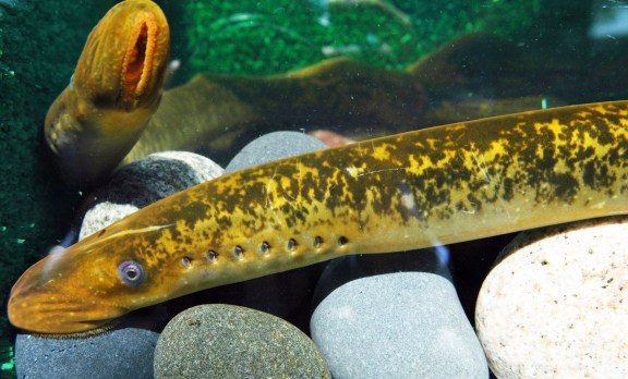 Landlocked sea lamprey are suspected of staying in the Cheboygan River system and feeding. Photo: Great Lakes Fisheries Commission.