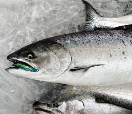 Fifty percent of the chinook salmon caught had nothing in the their stomachs. Photo: Howard Meyerson