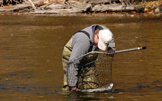 Fishing guide, Kevin Feenstra nets a steelhead on the Muskegon River, a species expected to benefit from additional focus with new license fees. Photo: Howard Meyerson