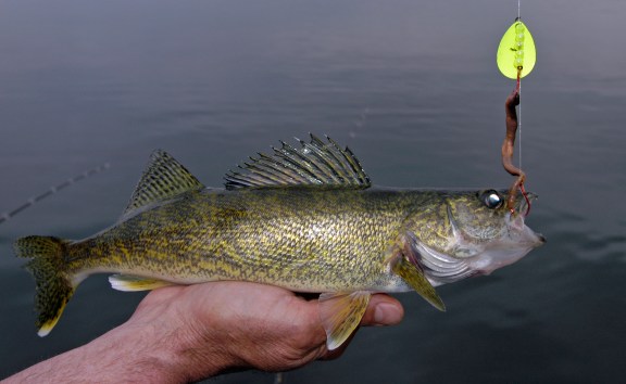 More money will go to inland lake fisheries management that  benefits walleye fishing along with panfish, as a result of the license fee increase. Photo: Howard Meyerson