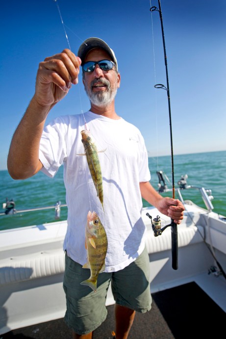 Lake Erie yellow perch fishing is being impacted by the non-native white perch that is eating up young yellow perch laravae. Photo: MDNR