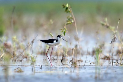 Unique birds like this Black-necked Stilt have been seen at the Shiawassee National Wildlife Refuge in Saginaw County. (Courtesy | Michigan Department of Natural Resources)