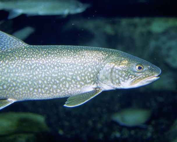 Lake trout are becoming more abundant in southern Lake Michigan. Photo: US. Fish & Wildlife Service