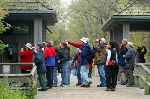 Bird watchers gather to see migratory species each spring at the Festival of Birds held at Point Pelee National Park in Leamington Ontario. Photo: Howard Meyerson