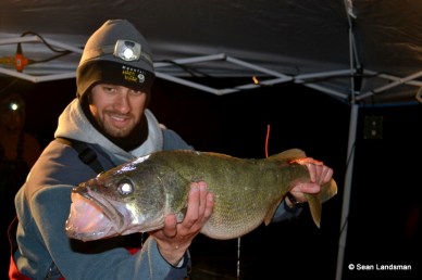  Walleye with internal transmitters can be identified by the two orange “spaghetti” tags on their back. Photo: Courtesy of Sean Landsman, Great Lakes Fishery Commission