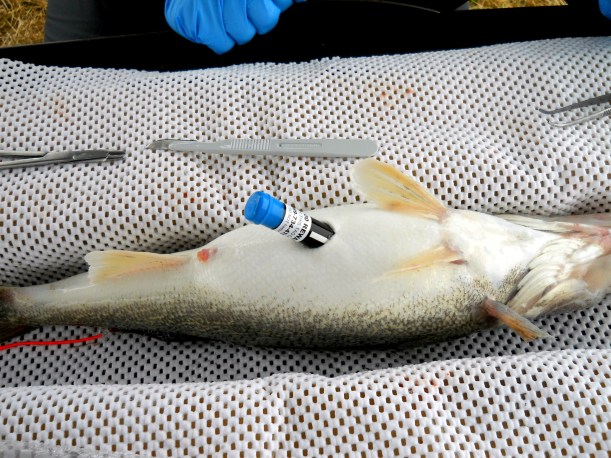 Acoustic telemetry transmitters (also called “tags’) are inserted into the body cavity of walleyes. If you catch a walleye with a transmitter, call the phone number on the tag to receive a $100 reward! (Courtesy | Sean Landsman)