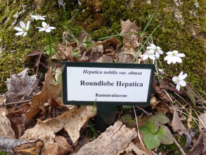 Round lobe hepatica were blooming, one of 400 species of wildflowers on the property. Photo: Howard Meyerson