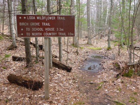 The 1.2 mile trail at Loda Lake connects with the North Country Scenic Trail. Photo:  Howard Meyerson