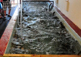 Captive sea lamprey (in a laboratory raceway) respond to the alarm substance added to the water. The alarm substance greatly increases the activity level of the sea lamprey, even causing some sea lamprey to jump out of the water. Photo:  Andrea Miehls, Great Lakes Fishery Commission.