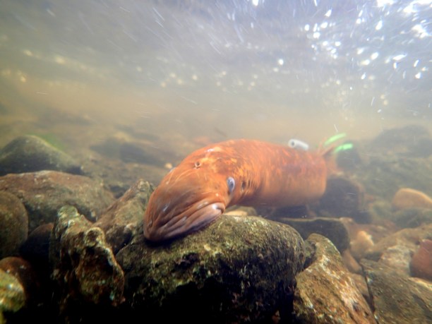  A female sea lamprey (marked with various identifying tags) migrates upstream, attracted to a male pheromone. Photo:  Andrea Miehls, Great Lakes Fishery Commission.