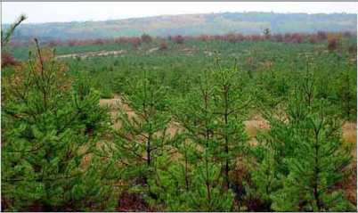 Kirtland's Warblers need younger age Jack Pines to nest successfully. Photo: US. Fish and Wildlife Service. 