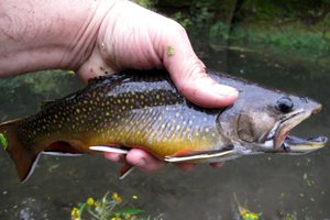 b6ac3c1202c15e5fdfc0bdbe8d3dfb55