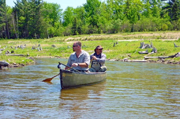 Brett Fessell (front) and Frank Dituri explore the Boardman River restoration zone by canoe and see new growth and tree stumps left from 1800's logging efforts prior to building the Brown Bridge Dam. Photo: Howard Meyerson