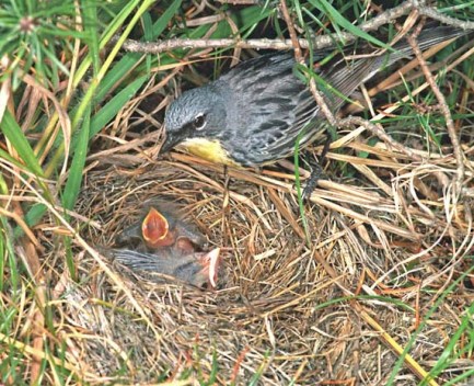 A male Kirtland's Warbler at the nest. Photo: U.S. Fish and Wildlife Service