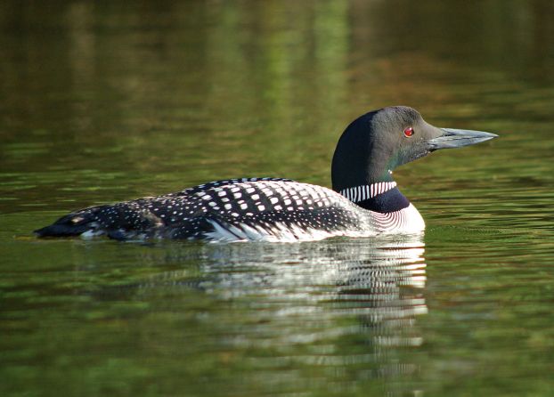 Common Loons were hit the hardest during the 2012 avian botulism outbreak. Photo: Wikimedia Commons