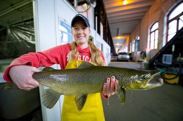 A student at Lake Superior State University's aquatic research facility holds up an adult Atlantic salmon that was raised there. Photo: Dave Kenyon, MDNR. 