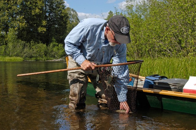 Fishing guide Jeff Andrews, nets a small brook trout on the North Branch of the AuSable River, one of the streams listed in the DNR's new online application for anglers. Photo: Howard Meyerson.