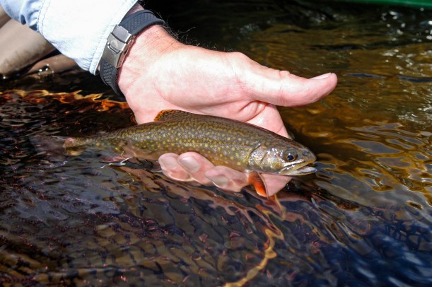 Wild brook trout (above) populations can be identified in rivers along with other wild trout species. Photo: Howard Meyerson.