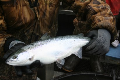 This Atlantic salmon was found during a 2014 fish survey conducted by the Michigan DNR at Harrisville on Lake Huron. Photo: MDNR.