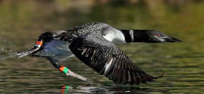 Banding Loons | The Outdoor Journal