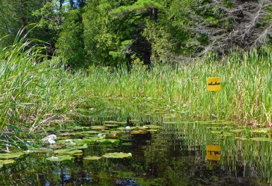 Yellow trail markers point out the route through cattails and ponds. Photo: Howard Meyerson