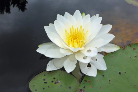 Water lilies were blooming all over the ponds. Photo: Howard Meyerson
