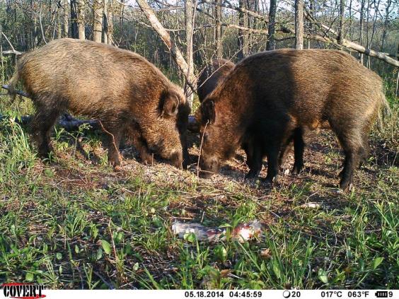 Two feral swine captured by a trail camera feed at a Midland County baited site set for their capture by federal officials. Photo: U.S.D.A Wildlife Services. 