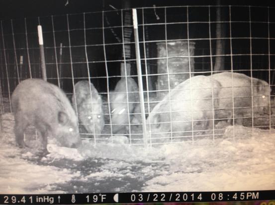 A night image shows more feral swine feeding at the bait site. Photo: USDA Wildlife Services.