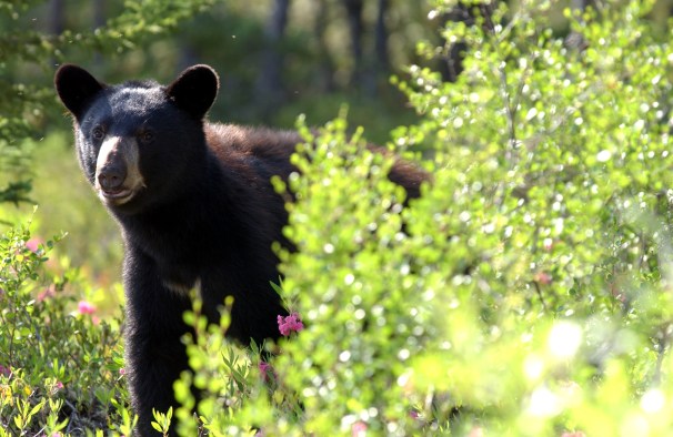 Black bears on Grand Island were approaching campers and raiding tents looking for food. Photo: Wikimedia Commons. 