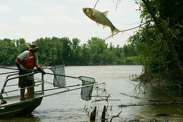 At Big Muddy National Fish & Wildlife Refuge in Missouri, an invasive Asian carp leaps high out of the water to escape biologists’ nets. (Steve Hillebrand/USFWS)