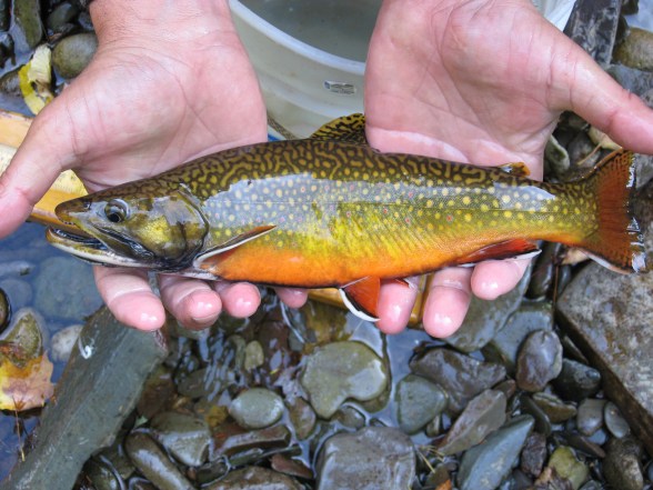 This 13-inch coaster brook trout was found in one of the experimental rivers while conducting surveys. Photo: Troy Zorn, Michigan DNR.
