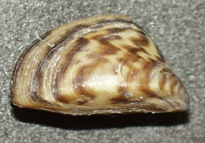 Dreissena_polymorpha3 usgs
