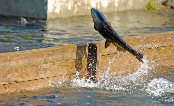 A chinook salmon attempts to jump the raceway divider at the Little Manistee River egg-collection facility. Photo: Howard Meyerson