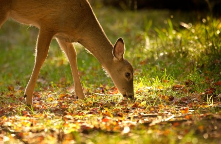 Upper Peninsula deer are likely to be spread out. The mast crop is spotty this year. Photo: Dave Kenyon, Michigan DNR. 