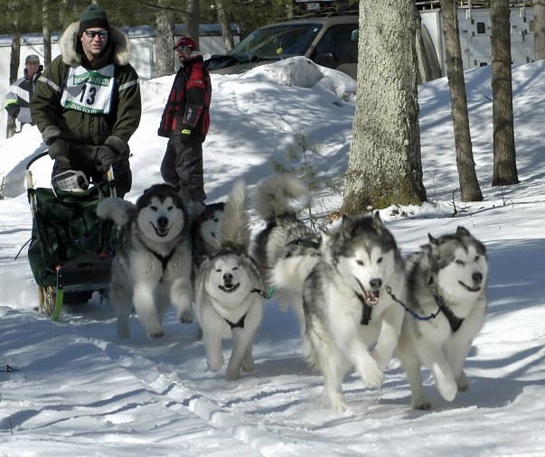 Mushers like this one at the starting line of the Sweetwater Challenge dogsled event, would be able to train and run their dogs without concern about motorized vehicles on their trails in winter. Photo: Howard Meyerson