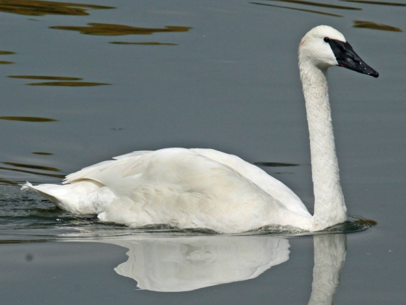 The Trumpeter Swan is one of several species that have been aided by Michigan's Nongame Wildlife Program. Photo: Dick Daniels, Wikimedia Commons. 