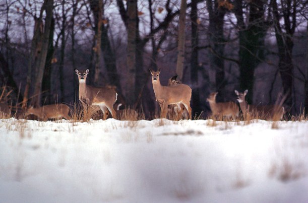 Photo: Courtesy Michigan DNR