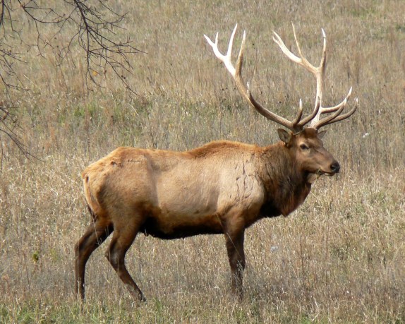 Michigan hunters had a 74 percent success rate during the fall elk hunt. Photo: Wikimedia Commons