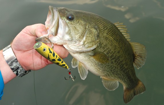 Tournament anglers will have an extended tournament season with the new catch-and-delayed-release season being proposed. Photo: Howard Meyerson.