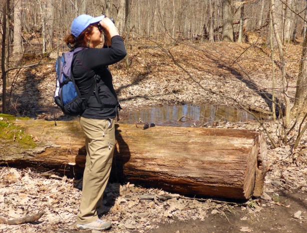 Looking for spring migrants, a bird-watcher stops to see a bird singing in the forest. Photo: Howard Meyerson