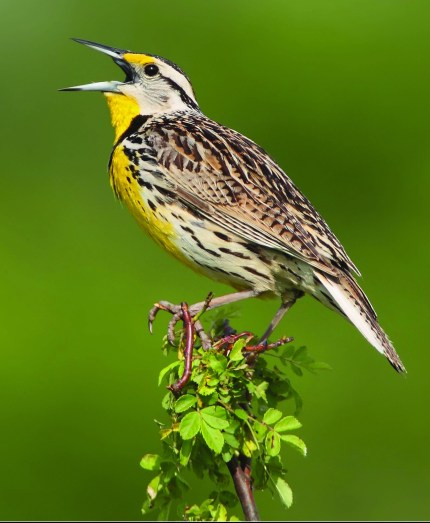 An Eastern Meadowlark. Photo by: Daniel Behem.