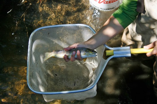 This nice brown trout was found during a survey of the river by Ann Arbor TU members in 2012. Photot: Mike Mouradian.
