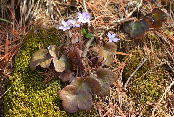 Hepaticas like these are among the many spring blooms found at Aman and other Grand Rapids area parks. Photo: Howard Meyerson