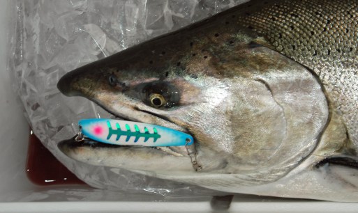 State fisheries managers say today's smaller salmon fishery is more in balance with food available for them to eat. Photo: Howard Meyerson.