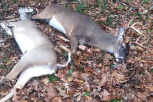 Michigan legislators want to raise fines to prevent poaching. Photo: Michigan Outdoor News.